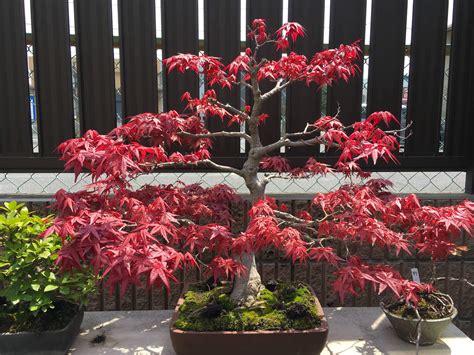 紅葉 風水 櫻花 盆栽